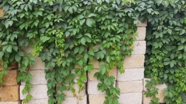 Kızlık üzümleri istiflenmiş kaya bloklarının üzerinde duruyor.