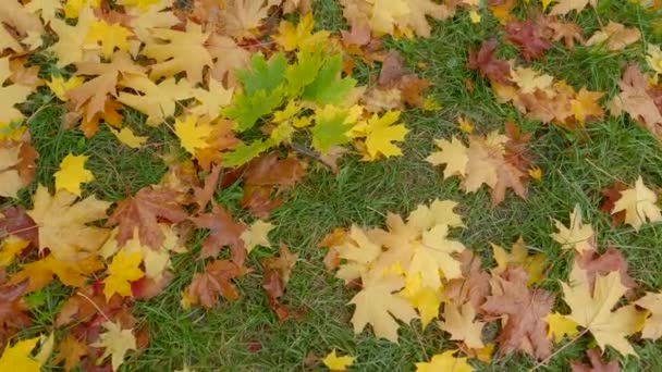 비오는 가을에 떨어지는 단풍나무 — 비디오
