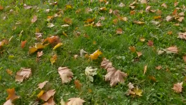 Folhas Bordo Caídas Grama Outono Dia Ensolarado — Vídeo de Stock