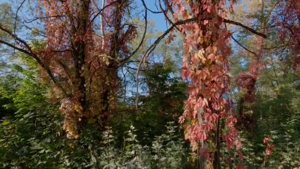 Jungtraubenstämme Kriechen Herbst Den Baumstämmen Entlang — Stockvideo