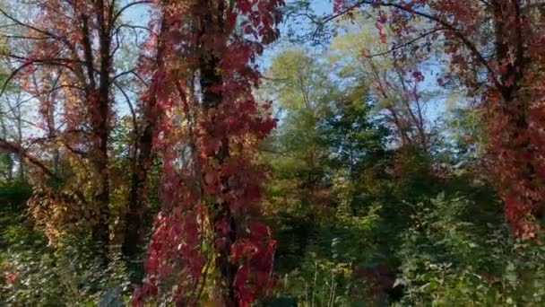 枫树的枝干在树干上爬行 — 图库视频影像