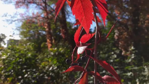 Tallo Uvas Colgantes Con Hojas Otoño Sobre Fondo Borroso — Vídeo de stock