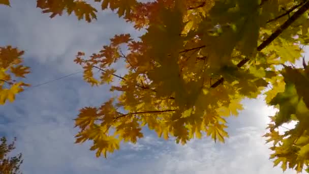 Takken Esdoorn Met Herfstbladeren Tegen Hemel — Stockvideo