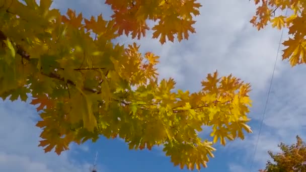 단풍나무 가지들 하늘을 배경으로 펼쳐져 — 비디오