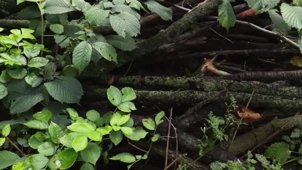 Haufen Verschiedener Trockener Äste Zwischen Lebenden Zweigen — Stockvideo