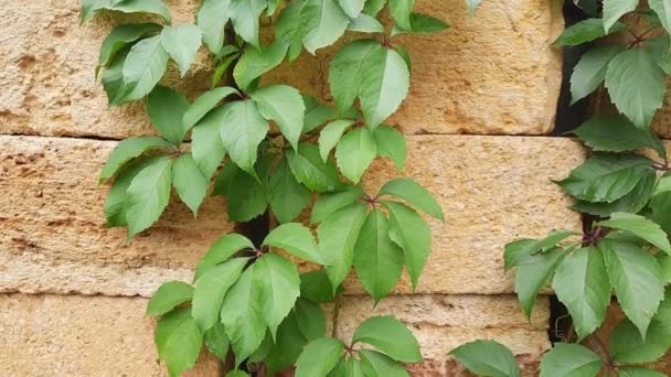 Las Uvas Solteras Tallo Edificio Apilados Bloques Roca Cáscara — Vídeos de Stock