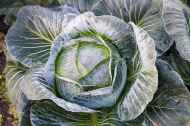 Geç çeşitliliğin beyaz lahanasının başı donuk bir sonbahar sabahında tarlada kırağı kaplamış, seçici odak noktasında en üstte.