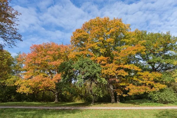 秋の晴れた日に市公園の緑豊かな端に成長している赤と白のオークのグループ — ストック写真