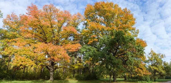 秋の晴れた日に市内公園の端に成長している赤と白のオークのグループ パノラマビュー — ストック写真