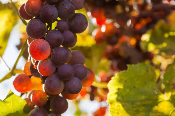 Cluster Van Rijpe Roze Druiven Opknoping Wijnstok Verlicht Een Wazige — Stockfoto
