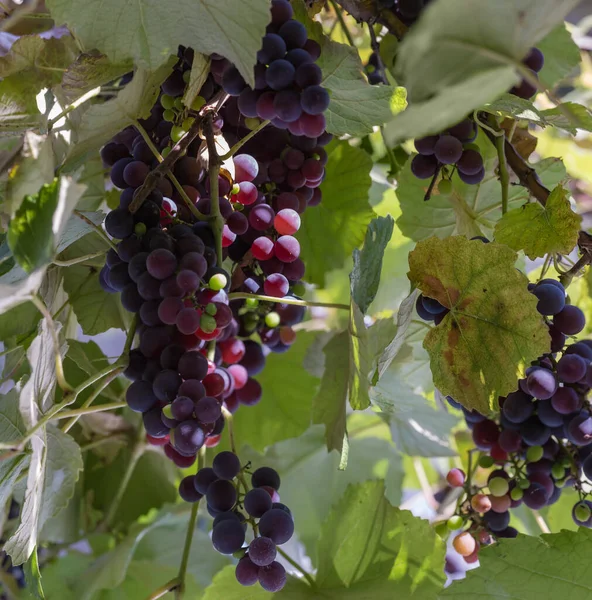 Aglomerados Uvas Azuis Maduras Pendurados Videira Retroiluminada Sobre Fundo Desfocado — Fotografia de Stock