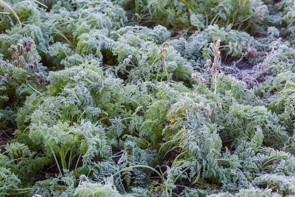 Foglie Della Carota Ricoperte Brina Campo Mattina Autunno Gelido Messa — Foto Stock