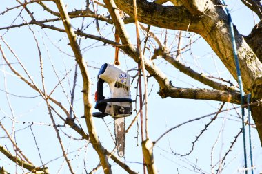 İzole edilmiş elektrikli testere, dalları olan bir ağaca bağlanmış.