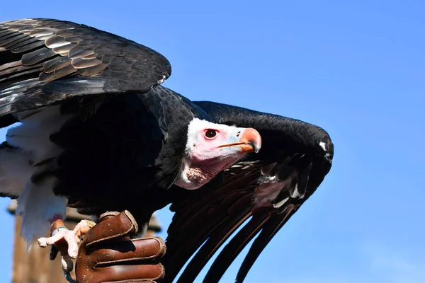 Close Black White Bird Prey While Taking Flight Hand Falconer — Stockfoto