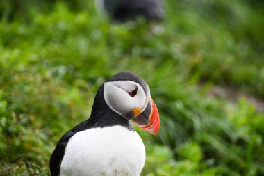 Reykjavik yakınlarında büyük turuncu gagalı, yeşil arka planlı bir kuş.