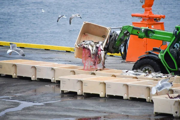 Crane Port Pouring Freshly Caught Fish Large Container While Hungry —  Fotos de Stock