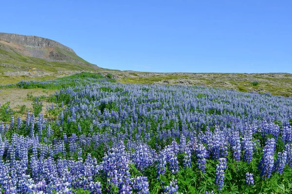 Lots Spontaneous Blue Flowers Cover Part Hillside Summer Sunny Day — 图库照片