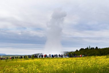 Hot steam pushed with power to the sky by the Geyser with many tourists around it waiting to catch the right moment and meadow of yellow flowers