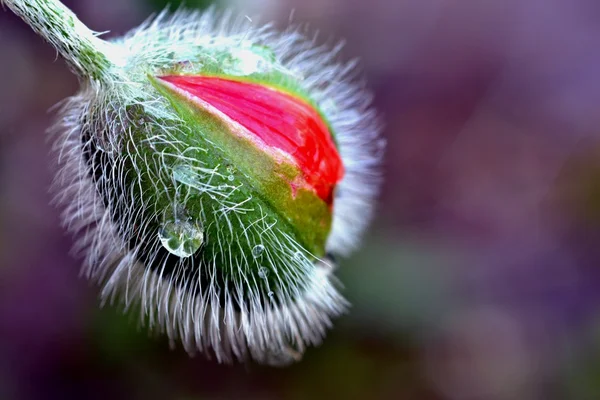 Fleur bourgeonnante de paille de pavot — Photo