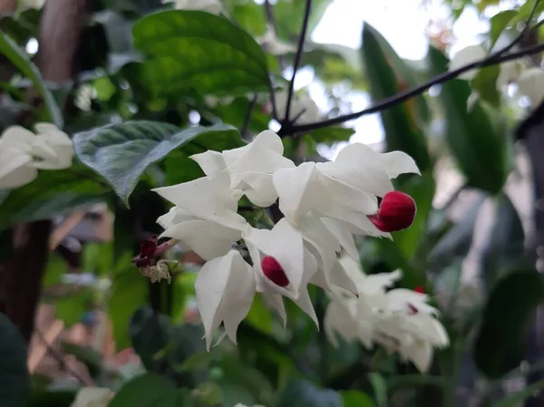 Bayan süslü bitkiler kırmızı betel ya da Clerodendrum thomsonae yer.