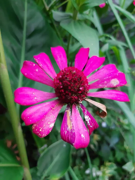 Квітка Цинії Щойно Розквітла Виглядає Свіжою — стокове фото