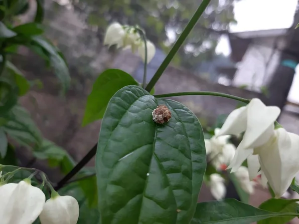 Yaprakların üzerine kuş pisliği.