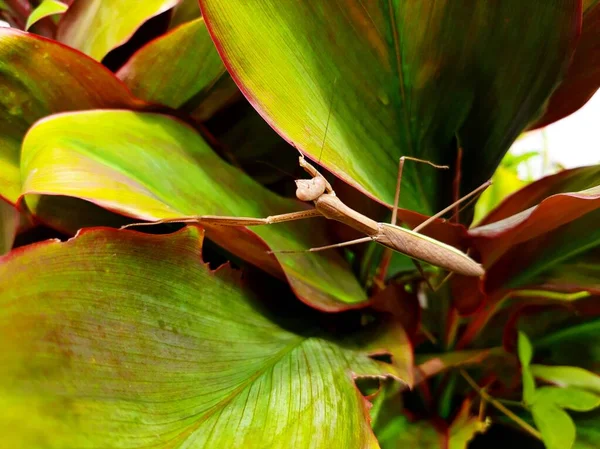 Bir peygamber devesi yaprakların arasında kamufle olur.