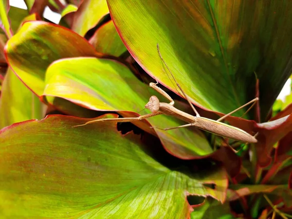 Praying Mantis Camouflaged Leaves — 图库照片