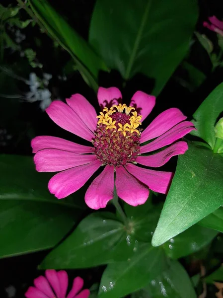 Flores Zinnia Rosa Ven Hermosas Por Noche —  Fotos de Stock