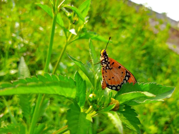 Bitkinin üzerine tünemiş bir kaplan kelebeği.