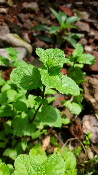 Mint Leaves Grow Weeds — Stock Photo, Image