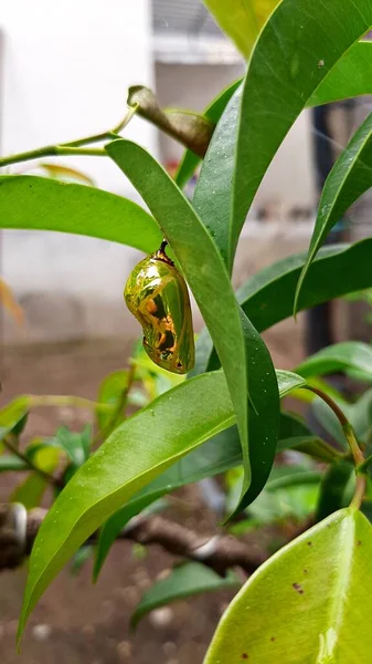 Kargaların kozaları altına benziyor.