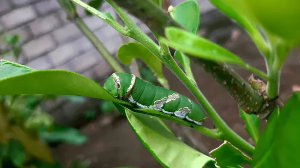 Yapraklara zarar veren turuncu tırtıl.