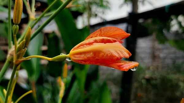 Heliconia Flower Rainy Season — Zdjęcie stockowe