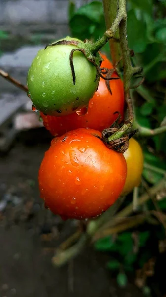 Bahçede taze domatesler