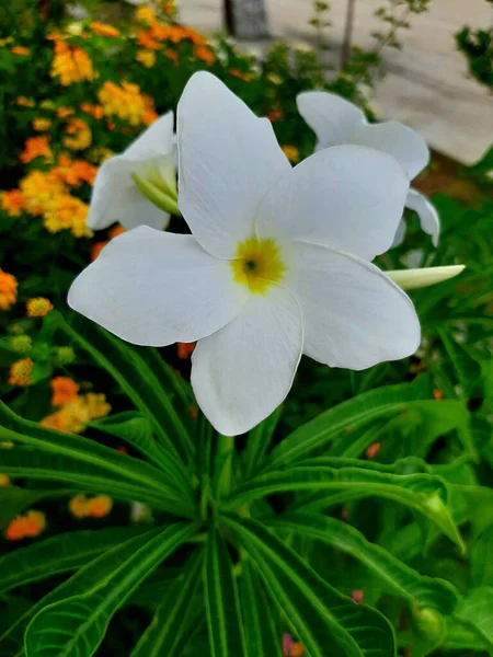 Plumeria Pudica Plants Look Beautiful — Zdjęcie stockowe