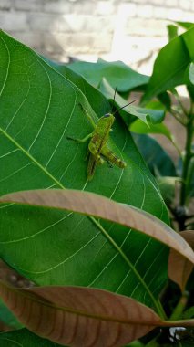yeşil çekirge mango yaprağına tünemiş.
