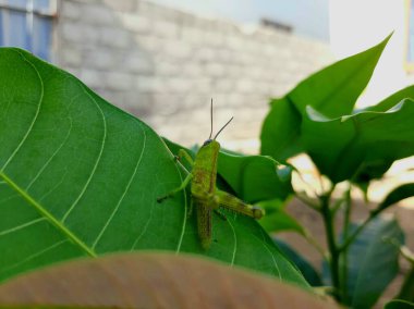 yeşil çekirge mango yaprağına tünemiş.