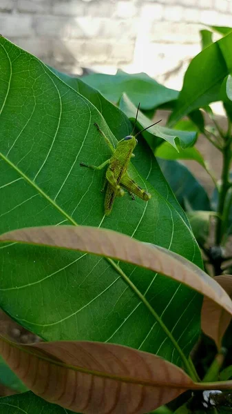 yeşil çekirge mango yaprağına tünemiş.