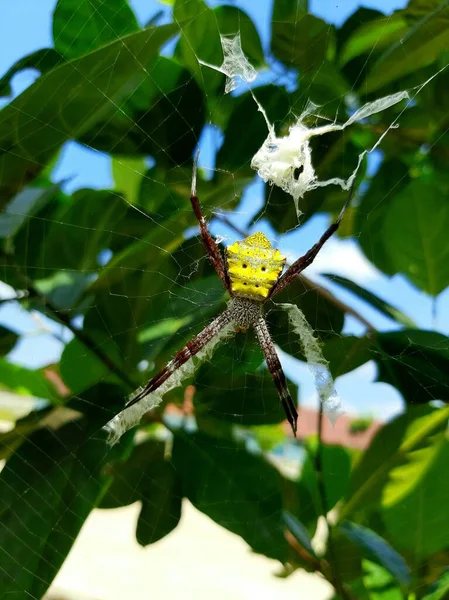 Yellow Spider Makes Nest — Fotografia de Stock