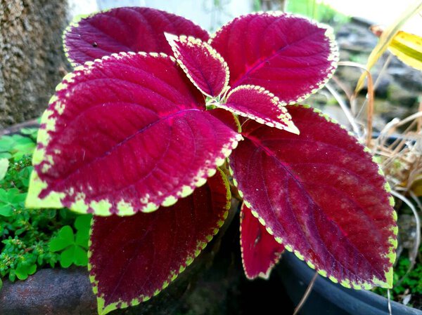 red purple leaf coleus ornamental plant