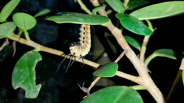 Banyan yaprağı yiyen tırtıllar.