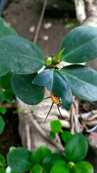 Banyan yaprağı yiyen tırtıllar.