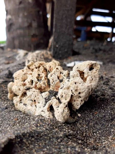 Kara kumdaki deniz mercanı.