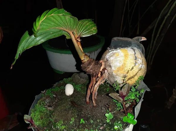 Coconut Bonsai Using Rooster Design — Stockfoto