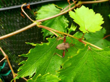 brown ladybugs or riptortus linearis are pests that often damage plant shoots