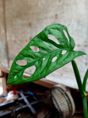 The janda bolong ornamental plant is popular in Indonesia