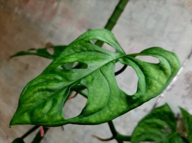The janda bolong ornamental plant is popular in Indonesia