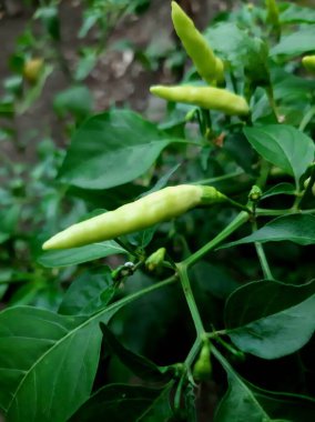 Cayenne pepper plant or lombok harvest soon