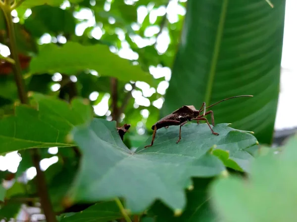 Brown Ladybugs Riptortus Linearis Pests Often Damage Plant Shoots — Stockfoto